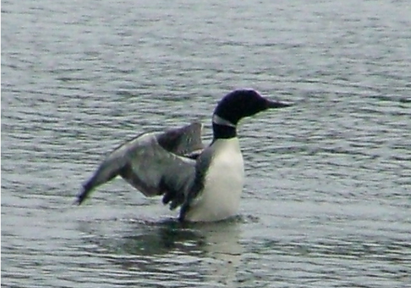 loon picture fishing at sandy haven camp lake nipissing french river ontario canada